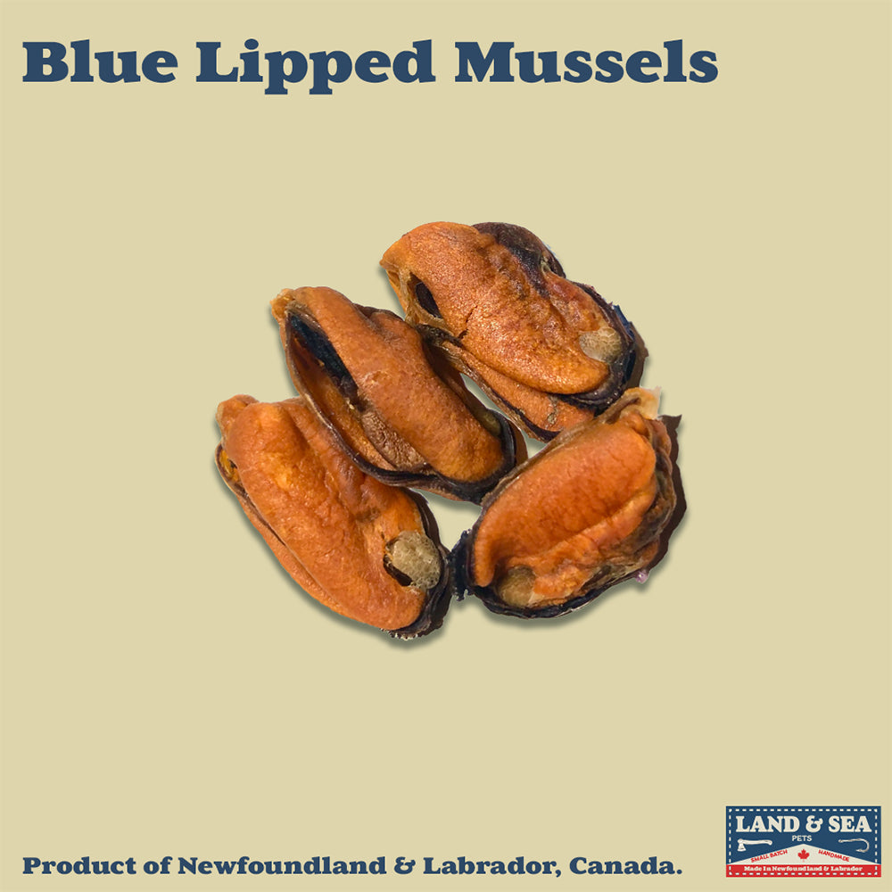 Blue Lipped Mussels 100 Grams Limited Small Batch Zero-Plastic