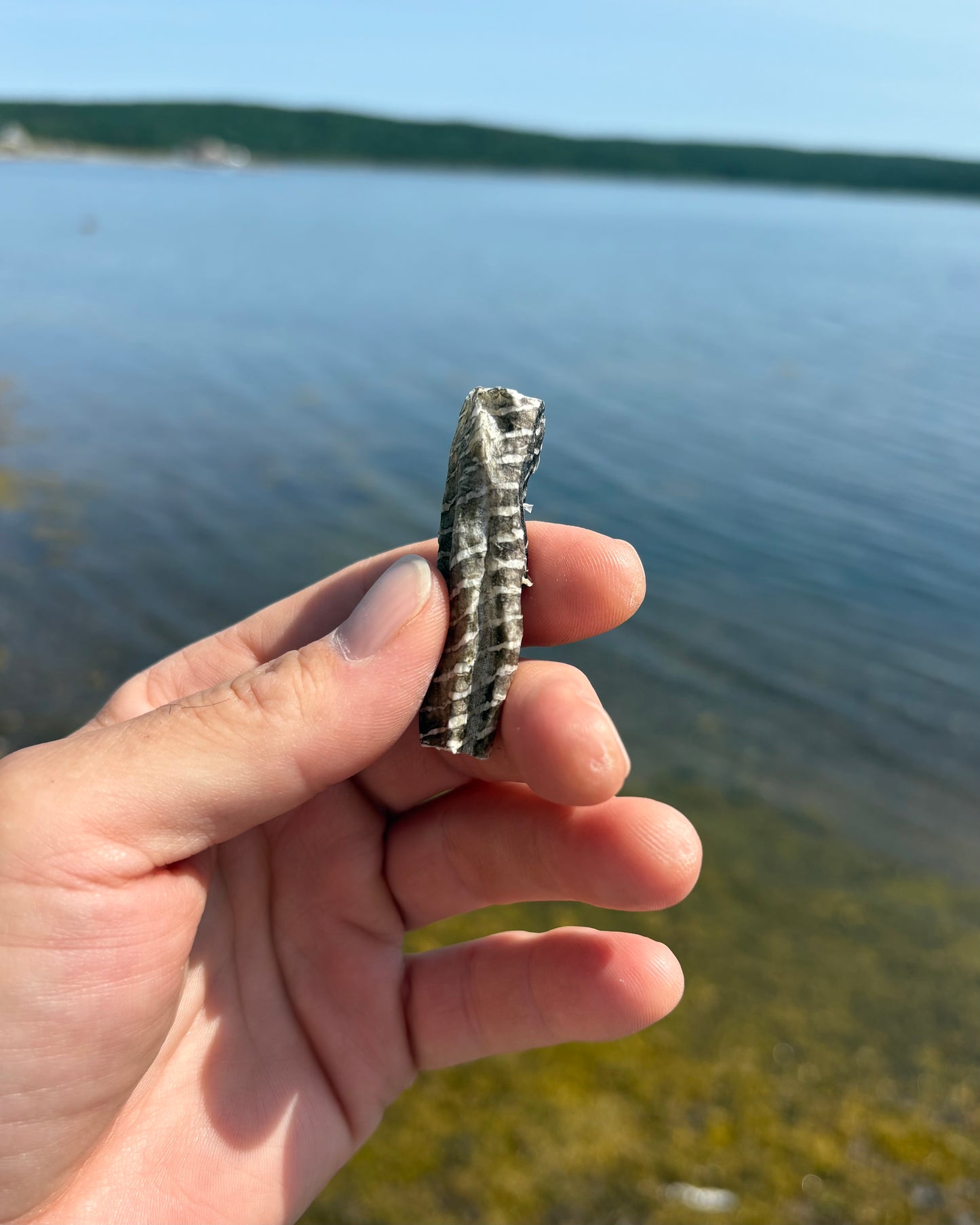 Land & Sea Pets Pre-Cut Cod Skins